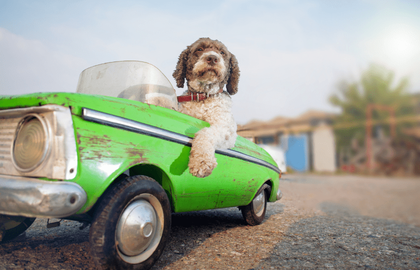 A humorous image of a dog driving a car, symbolizing various transportation modes in Spanish-speaking countries.